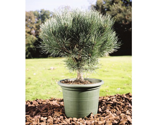 Borovica lesná FloraSelf Pinus sylvestris 'Watereri' 25-30 cm kvetináč 3,7 l