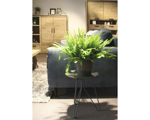 Interiér s papraďou v kvetináči na odkladacom stolíku