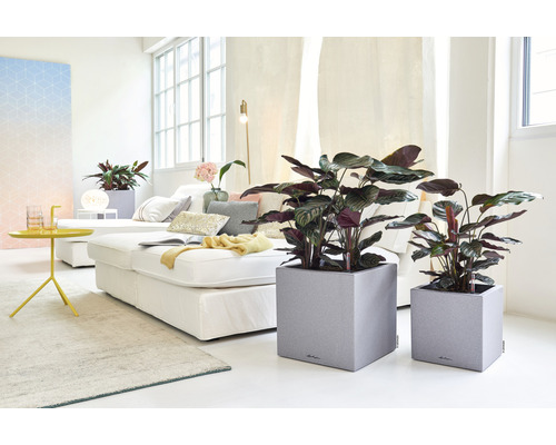 Obývacia izba s izbovými rastlinami v kvetináčoch a pohovkou