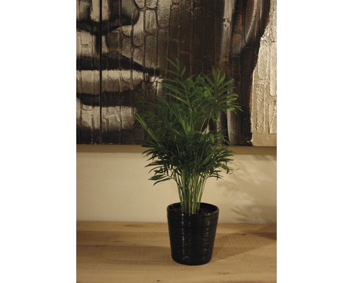 Izbová rastlina horská palma v kvetináči