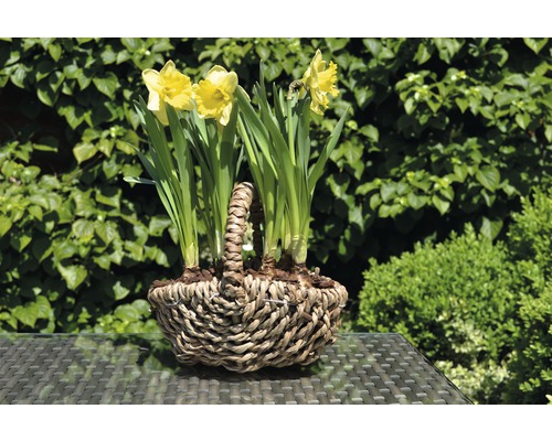 Narcisy v prútenom košíku