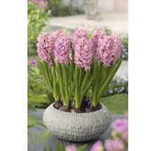 Hyacinty v kvetináči