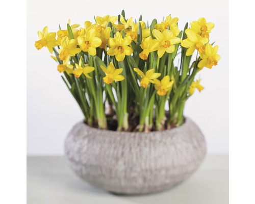 Narcisy v kvetináči