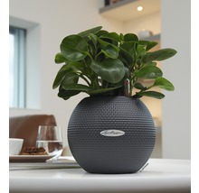 Samozavlažovací kvetináč Lechuza Puro Color plastový Ø 20 v. 16 cm sivý