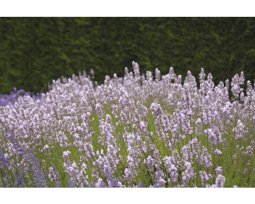 Levanduľa FloraSelf Lavandula angustifolia 'Royal Sensation' výška 20-30 cm kvetináč 3 l