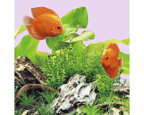 Akvarijná scéna s dvoma terčovcami, rastlinami a kameňmi