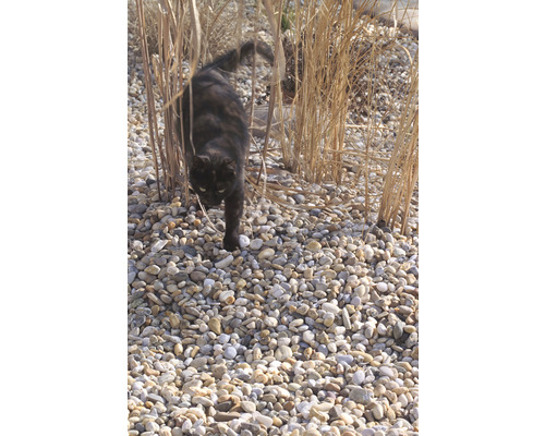 Mačka medzi okrasnou trávou a štrkom