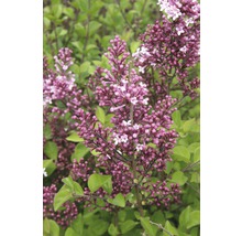 Detail kvitnúceho trpasličieho orgovánu v záhrade.