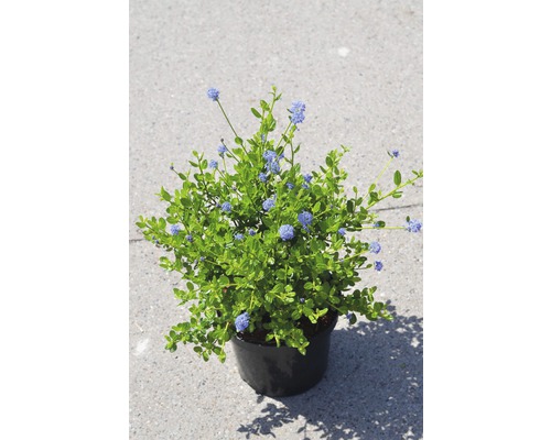 Latnatec FloraSelf Ceanothus impressus 'Victoria' výška 40-50 cm kvetináč 4 l