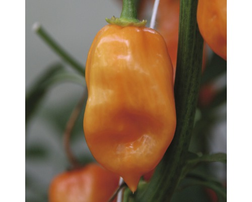 Oranžové Habanero čili na rastline