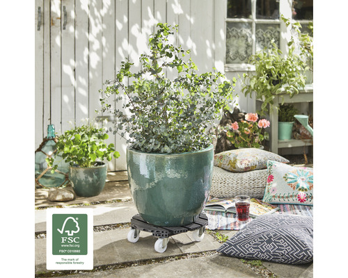 Rastlina v kvetináči na vozíku na rastliny vonku