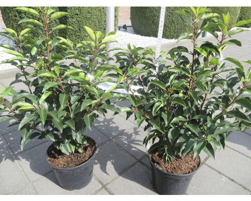 Vavrínovec portugalský Prunus lusitanica 'Angustifolia' 30-40 cm kvetináč 3l