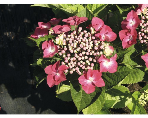 Hortenzia kalinolistá červená FloraSelf Hydrangea macrophylla výška 30-40 cm kvetináč 4 l