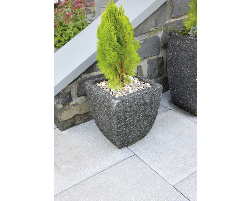 Žltý cyprus v štvorcovom kamennom kvetináči