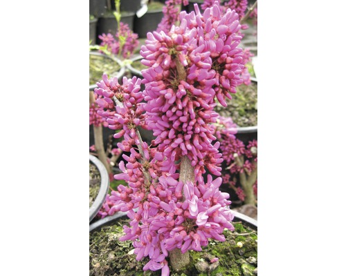 Judášovec s ružovými kvetmi v kvetináči.