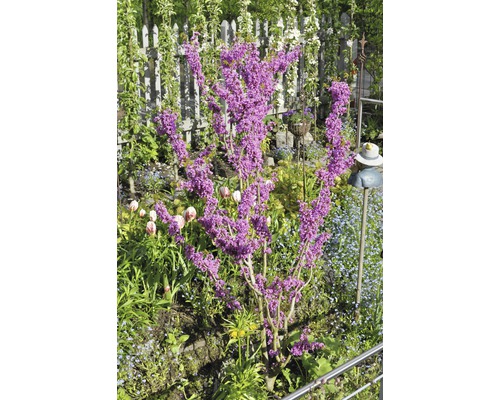 Judášov strom v záhrade s plotom a dekoráciami