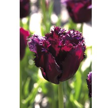 Detailný záber na jeden tmavý tulipán so strapkatými okvetnými lístkami