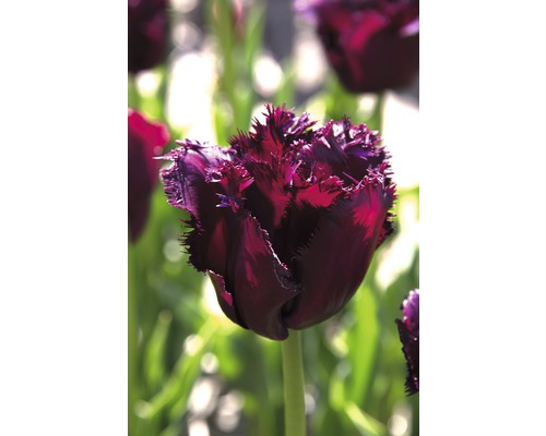 Detailný záber na jeden tmavý tulipán so strapkatými okvetnými lístkami