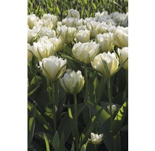 Pole s bielymi kvetmi tulipánov