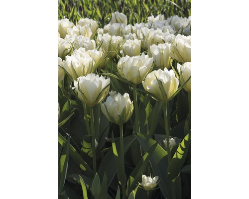 Pole s bielymi kvetmi tulipánov