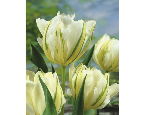Skupina kvetov tulipánov s bielo-zelenými okvetnými lístkami a zelenými stonkami