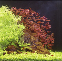 Akvárium zdobené vodnými rastlinami a kameňmi