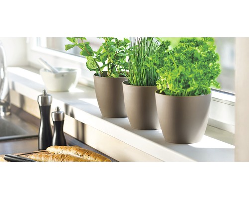 Bylinky v kvetináčoch na okennom parapete, kuchynské náčinie v pozadí