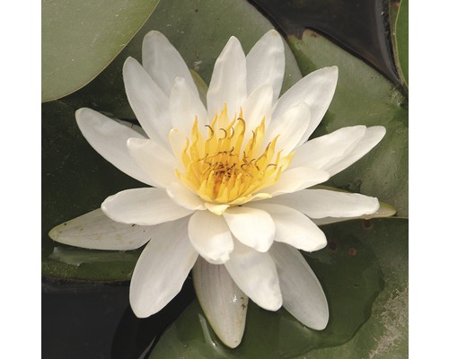 Lekno tropické FloraSelf Nymphaea marliacea 'Alba' kvetináč Ø 18 cm