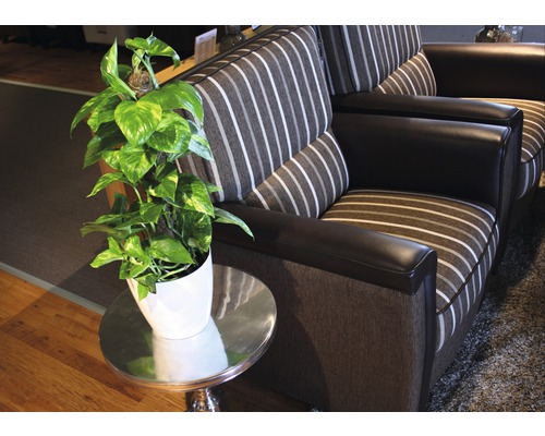 Obývacia izba s pohovkou, odkladacím stolíkom a izbovou rastlinou