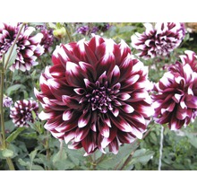 Detail červenobielej pruhovanej georgíny