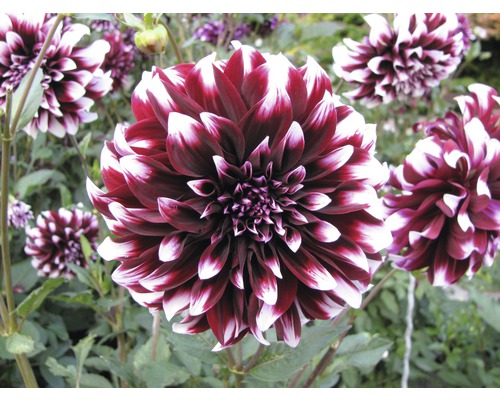 Detail červenobielej pruhovanej georgíny