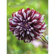 Detail červenobielo pruhovanej georgíny