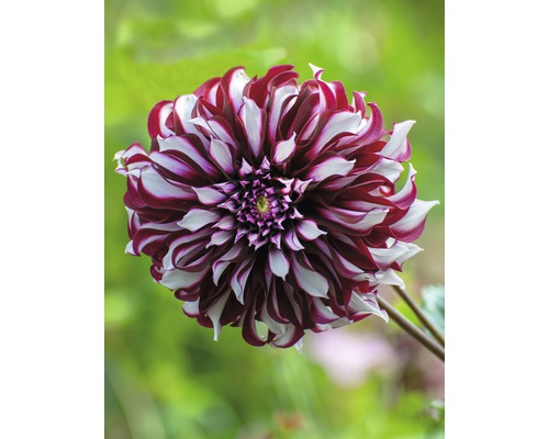 Detail červenobielo pruhovanej georgíny