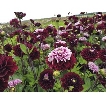 Pole s kvitnúcimi dahlia