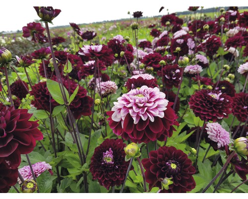 Pole s kvitnúcimi dahlia