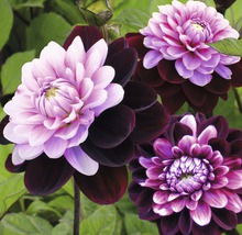 Detailný pohľad na kvety georgín s tmavými a svetlými okvetnými lístkami