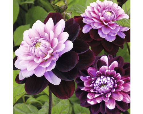 Detailný pohľad na kvety georgín s tmavými a svetlými okvetnými lístkami