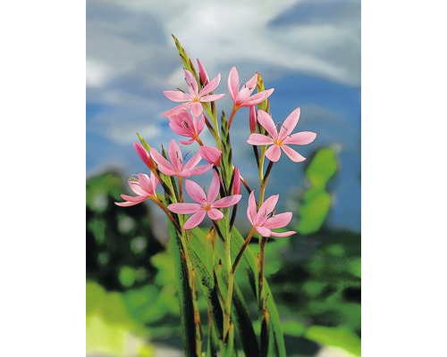 Kvitnúca rastlina Schizostylis Coccinea v záhrade