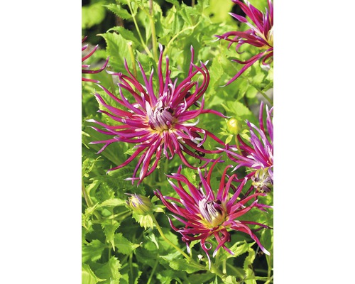 Detailný záber kvetov georgín v záhrade