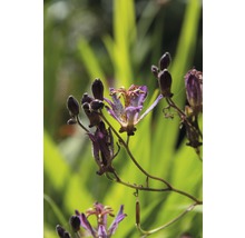 Detail kvitnúcej rastliny žabieho ľalie