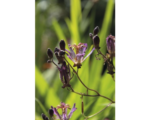 Detail kvitnúcej rastliny žabieho ľalie