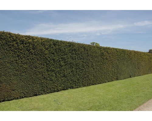 Dlhé, strihané živé ploty v záhrade