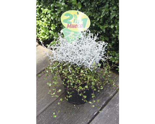 Okrasná rastlina 2 v 1 v kvetináči