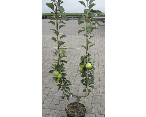 Jabloň špalier v kvetináči