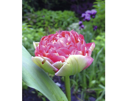 Detail plného ružového tulipánu v záhrade