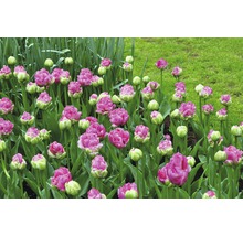 Detailný záber tulipánov v záhradnom záhone