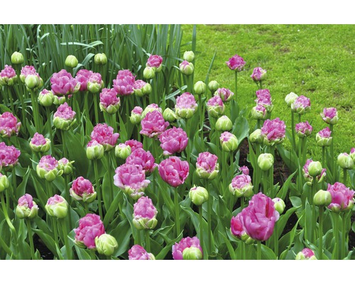 Detailný záber tulipánov v záhradnom záhone