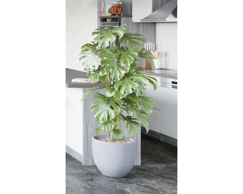 Izbová rastlina Monstera v sivom kvetináči v kuchyni