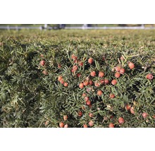 Detailný záber živého plota z tisu s červenými bobuľami