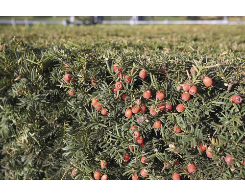 Detailný záber živého plota z tisu s červenými bobuľami